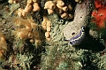 36 Hypselodoris messinensis